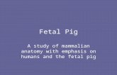 Fetal Pig A study of mammalian anatomy with emphasis on humans and the fetal pig.