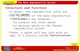 Section 18.2 The Male Reproductive System Slide 1 of 22 Structure and Function In males, the reproductive cells are called sperm. The functions of the.