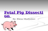 Fetal Pig Dissection Fetal Pig Dissection By: Elena Martushev.