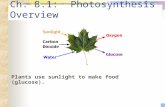 Ch. 8.1: Photosynthesis Overview Plants use sunlight to make food (glucose).