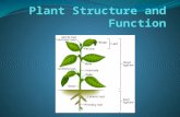 Specialized Tissues in Plants Plant Organs: Roots, Stems, and Leaves Roots Anchor the plant and absorb nutrients and water Mutualistic relationship with.