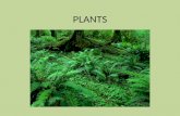 PLANTS. Evolution of Plants Monocots and Dicots.
