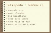 Tetrapoda : Mammalia 4 Mammals are: 4 warm blooded 4 air breathing 4 bear live young 4 have hair or fur 4 sophisticated brains.