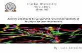 Activity-Dependent Structural and Functional Plasticity of Astrocyte-Neuron Interactions By: Luís Carvalho Charles University Physiology 29/04/09.