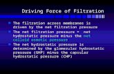 Driving Force of Filtration n The filtration across membranes is driven by the net filtration pressure n The net filtration pressure = net hydrostatic.