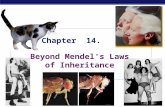 MCC BP Based on work by K. Foglia  Chapter 14. Beyond Mendel’s Laws of Inheritance.