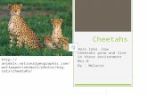 Cheetahs Main idea,how cheetahs grow and live in there environment. Mrs.B By : Melanie  m/wallpaper/animals/photos/big-