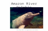 Amazon River Dolphin .