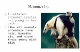 Mammals A collared anteater carries her young on her back Like all mammals, anteaters have hair, breathe air, and nurse their young with milk.