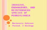 I NVASIVE, E NDANGERED, AND R EINTRODUCED SPECIES OF P ENNSYLVANIA Mackenzie DeGreen Period. 3 Biology.