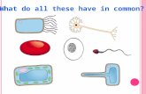 What do all these have in common?. S PECIALISED C ELLS 1. All must be able to describe with examples, how cells are specialised to perform different functions.