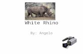 White Rhino By: Angelo. The Weight, Size, Color and Habitat The weight of the white Rhino is 4,000 to 6,000 pounds The size of the Rhino is 5 to 6 feet.