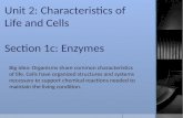 Unit 2: Characteristics of Life and Cells Section 1c: Enzymes Big Idea: Organisms share common characteristics of life. Cells have organized structures.