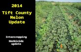 2014 Tift County Melon Update Intercropping Herbicide update.