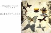 Butterflies Chrysalis Project Art 3 & 4. Parts of the Butterfly Birth of the Butterfly Life Cycles Where They Live.