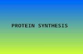 PROTEIN SYNTHESIS. Four Main Stages 1. Synthesis of Amino acid 2. Transcription (formation of RNA) 3. Amino acid activation 4. Translation.