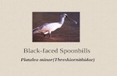 Black-faced Spoonbills Platalea minor(Threskiornithidae)