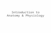 Introduction to Anatomy & Physiology. Anatomy is …. the structure of body parts Physiology is … the function of body parts Principle of Complementary.