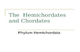 The Hemichordates and Chordates Phylum Hemichordata.