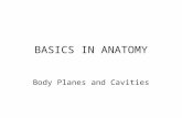 BASICS IN ANATOMY Body Planes and Cavities. # 1--What is the anatomical position? Anatomical position is a stance the body is placed in. –Stands erect.