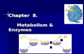 Chapter 8. Metabolism & Enzymes. Flow of energy through life Life is built on chemical reactions Life is built on chemical reactions.