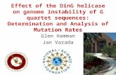 Effect of the DinG helicase on genome instability of G quartet sequences: Determination and Analysis of Mutation Rates Glen Hamman Jan Varada.