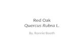 Red Oak Quercus Rubra L. By, Ronnie Booth. Classification Kingdom- Plantae Subkingdom- Tracheobionta Superdivision- spermatophyta Division- Magnoliophyta.