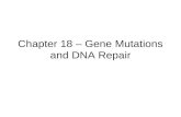Chapter 18 – Gene Mutations and DNA Repair. Mutation Inheritable change in genetic material –Cells from cell division; offspring from reproduction Somatic.