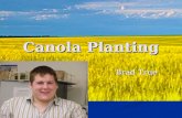 Canola Planting Brad True. Seed Bed Preparation Canola is very susceptible to soil crusting Canola is very susceptible to soil crusting Seedbed must be.