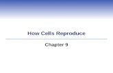 How Cells Reproduce Chapter 9. Impacts, Issues Henrietta’s Immortal Cells  Henrietta Lacks died of cancer at age 31, but her cells (HeLa cells) are still.
