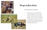 Reproduction The Mammalian Strategy: Relatively few intrauterine young (higher survival rate) Nourish neonates with milk (high survival early; bonding)
