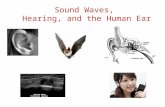 Sound Waves, Hearing, and the Human Ear. the frequency of a wave is the number of waves per unit of time usually measured in Hz (1 wave per second) humans.