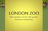 LONDON ZOO The student of the 6th grade Kuchma Nadezhda.