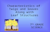 Characteristics of Twigs and leaves Along with Leaf Structures 7 TH GRADE SCIENCE.