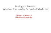 Biology – Premed Windsor University School of Medicine Biology Chapter 8 Cellular Respiration.