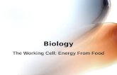 Biology The Working Cell: Energy From Food. Sunlight Powers Life There are 2 main types of organisms: 1. Autotrophs are organisms that make their own.