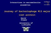 Journey of bacteriophage M13 major coat protein David Stopar University of Ljubljana Slovenia Interactions in macromolecular assemblies.
