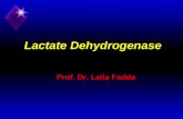 Lactate Dehydrogenase Prof. Dr. Laila Fadda. Formation of Acetyl CoA and lactate from Pyruvate Acetyl Co A Pyruvate dehydrogenase complex O2O2 O2O2.