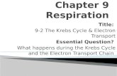 Title: 9-2 The Krebs Cycle & Electron Transport Essential Question? What happens during the Krebs Cycle and the Electron Transport Chain.