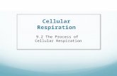 Cellular Respiration 9.2 The Process of Cellular Respiration.