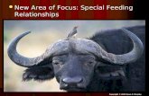 New Area of Focus: Special Feeding Relationships New Area of Focus: Special Feeding Relationships Copyright © 2010 Ryan P. Murphy.