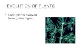 Land plants evolved from green algae.. Seedless, Nonvascular Plants –They grow close to the ground or on surfaces where they can absorb water and nutrients.
