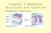 Chapter 8 Membrane Structure and Function Membrane Structure.