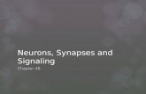 Neurons, Synapses and Signaling Chapter 48. Warm Up Exercise  What types of cells can receive a nerve signal?