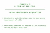 CHAPTER 3 A TOUR OF THE CELL Other Membranous Organelles 1.Mitochondria and chloroplasts are the main energy transformers of cells 2.Peroxisomes generate.