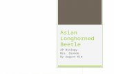 Asian Longhorned Beetle AP Biology Mrs. Biondo By August Kim.