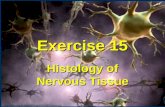 Exercise 15 Histology of Nervous Tissue .