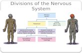 Divisions of the Nervous System. 2 Autonomic Nervous System Sympathetic NS “Arouses” (fight-or-flight) Parasympathetic NS “Calms” (rest and digest)