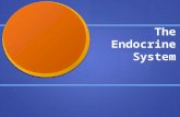 The Endocrine System. Endocrine System Made of Glands Which are Organs That make Hormones That control Activities of the body.