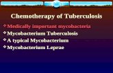 Chemotherapy of Tuberculosis  Medically important mycobacteria  Mycobacterium Tuberculosis  A typical Mycobacterium  Mycobacterium Leprae.